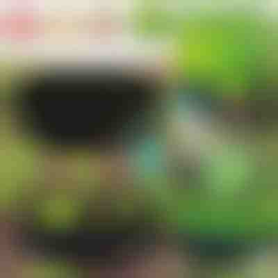 Jardim ecológico para suas plantas | PLANTIE