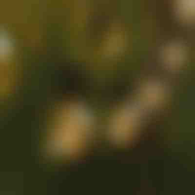 Corda de luzes LED | YARDBULBS